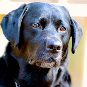 Fundraising Page: Eddie Goldner